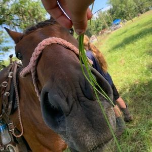 Meet your Posher, Ella